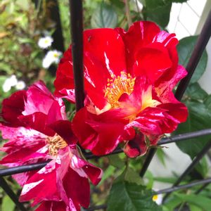 バラ   フォース・オブ・ジュライ,可愛い〜♡,花のある暮らし,ばら バラ 薔薇,平和を願う☆の画像