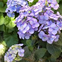 アジサイ,紫陽花,ヤマアジサイ,絞り模様,ﾏｲ紫陽花ｺﾚｸｼｮﾝの画像