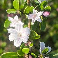 ハクチョウゲ,花壇,ガーデニング,庭木,山野草の画像