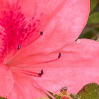 サツキ,花壇,ガーデニング,山野草,樹木の画像