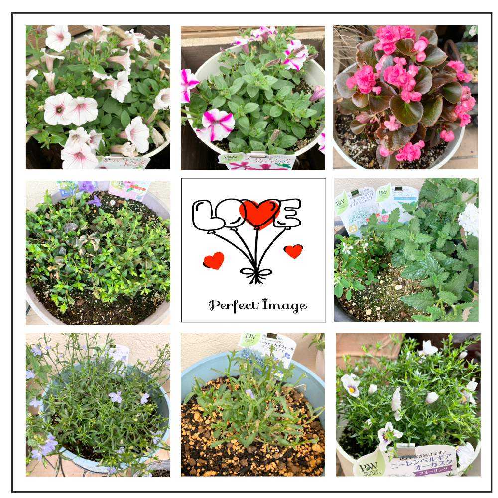 ✨新春SALE✨No.85 アネモネ＆小花♡固まるハーバリウムコースター2枚 2025秋のPW新作花苗のご紹介です🍁 今年の秋も素敵なPW花苗が