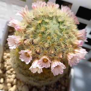 サボテンの花,多肉植物とサボテン,サボテン☆,マミラリア属, サボテンの画像