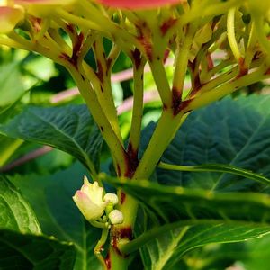 紫陽花,花木,紫陽花 アジサイ あじさい,放置栽培,紫陽花大好きの画像