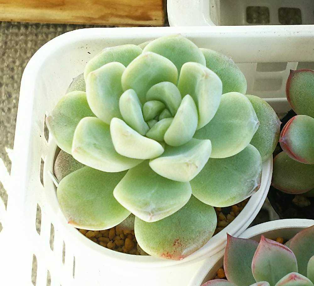 アイスグリーンの成長記録｜🍀GreenSnap（グリーンスナップ）