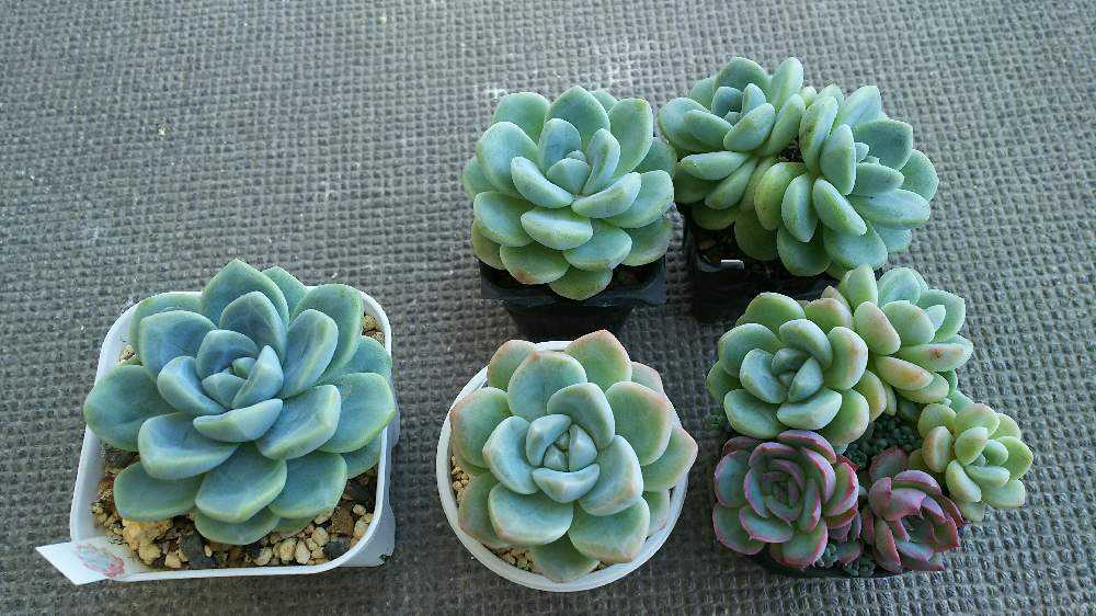 アイスグリーンの成長記録｜🍀GreenSnap（グリーンスナップ）