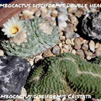 Strombocactus disciformis f. cristata,Strombocactus disciformis Double head,カクタス広瀬,伝市鉢,寝室の画像
