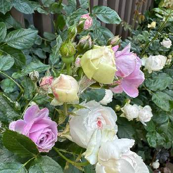 フロントガーデン,ばら バラ 薔薇,ガーデニング,春の庭,小さな庭の画像