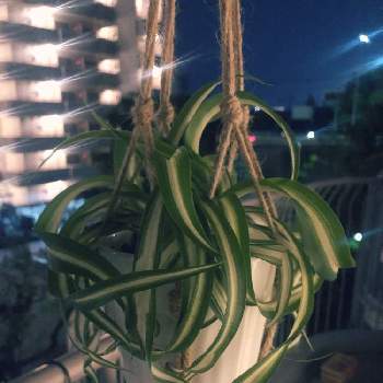 パキラ,100均観葉植物,100均パキラの画像