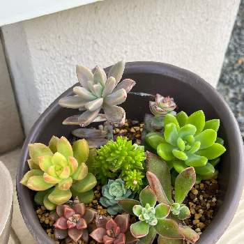 多肉植物,ブロンズ姫,星の王子ㅤ, 春萌,多肉カット苗の画像
