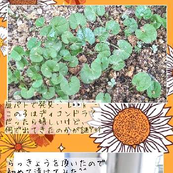 らっきょう漬け♩,手作り,庭パト,美味しそう♡,今週もお疲れ様♡‬の画像
