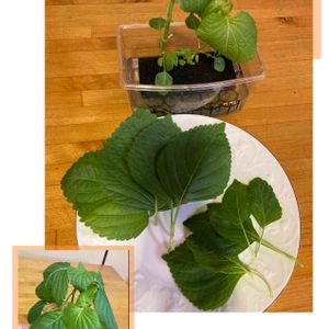 水耕栽培,種から,野菜 水耕栽培,野菜の収穫,無農薬野菜の画像