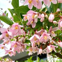 エゴノキ,今日の１枚,ほんとうの空のある福島,花のあるくらし,ふふの家の画像