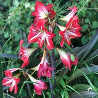 アマリリスの画像