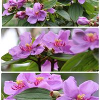 ノボタン,花のある暮らし,沖縄,ピンクワールドへ ようこそ,ヤンバルの画像