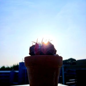 ギムノカリキウム,M's Succulent Memories,M's Succulent Memories,Love & Peace,幸せの多肉の画像