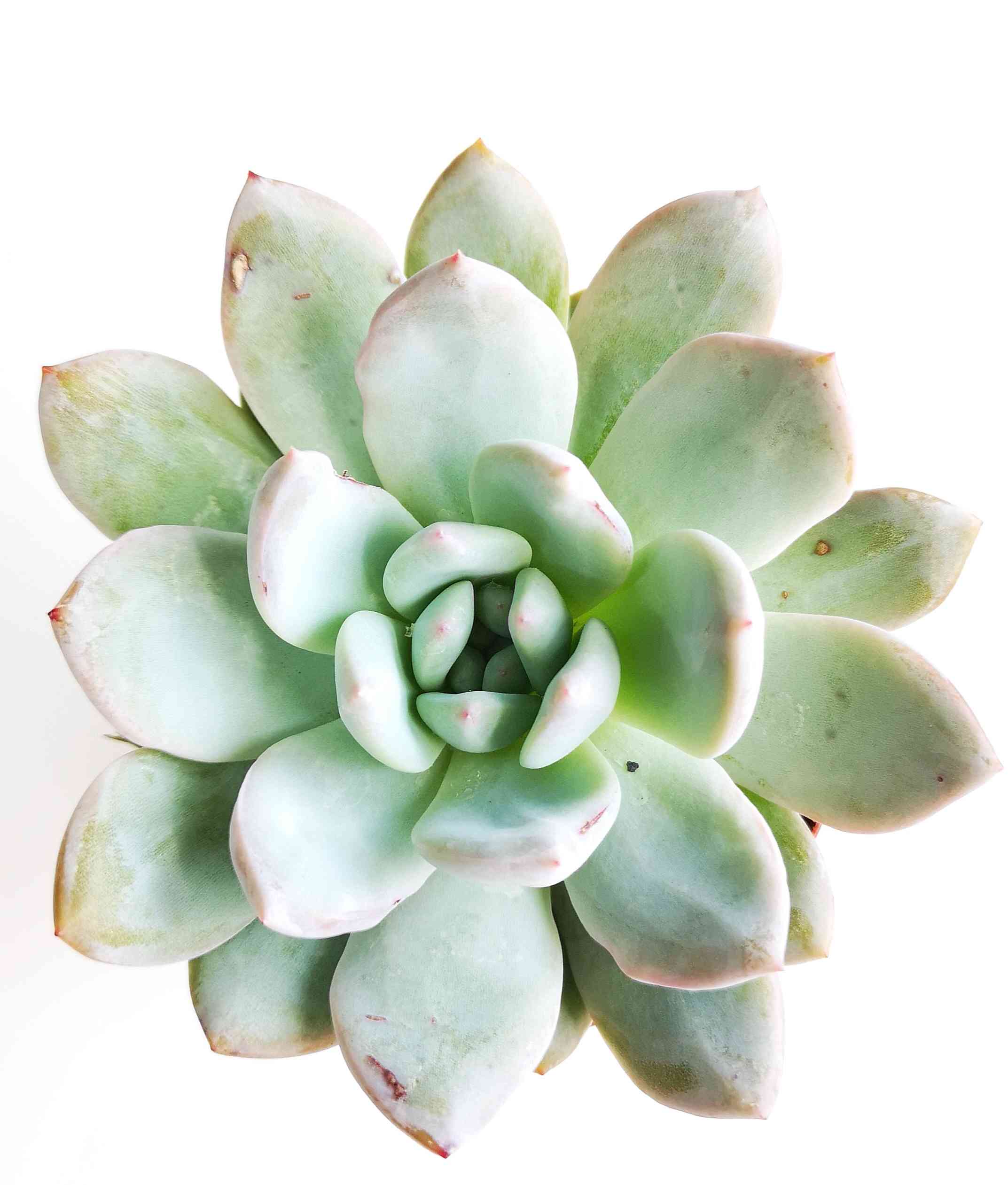 ラウイ×リンゼアナの一覧｜🍀GreenSnap（グリーンスナップ）