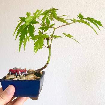 イロハモミジ,小品盆栽,実生,部屋の画像
