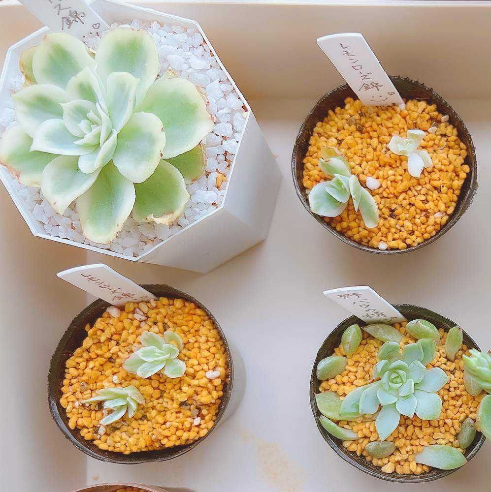 1684722704887_thum_707186_phot