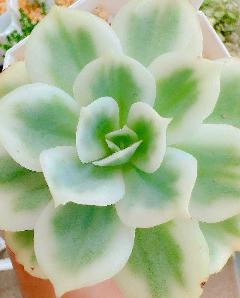 レモンローズ錦🍋 .*゜｜🍀GreenSnap（グリーンスナップ）