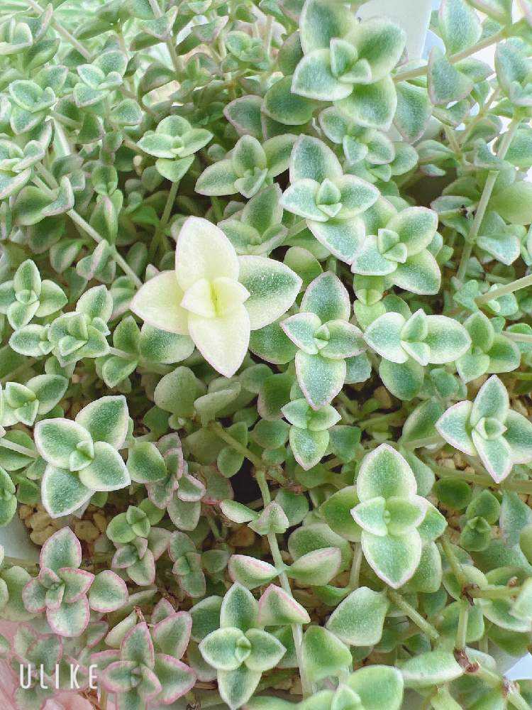 レモンローズ錦🍋 .*゜｜🍀GreenSnap（グリーンスナップ）