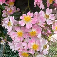 シュウメイギクの画像