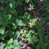 アケビ,五葉アケビ,我が庭の野草たち,アケビ✽,蔓✽の画像