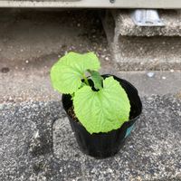 ゴーヤの画像