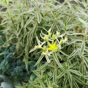 フクリンマンネングサ,多肉植物,セダム属,放置栽培,１０年以上育ててますの画像