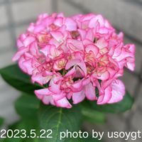 「紫陽花」愛好会,iPhone11pro,玄関の画像