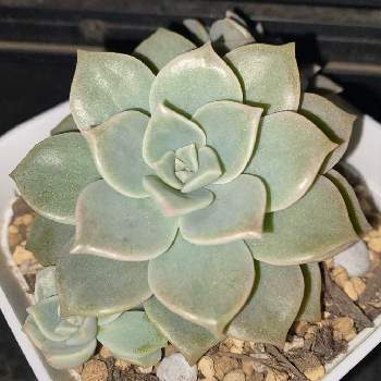 薄氷,多肉植物初心者,多肉植物,ムチムチ多肉,グラプトベリア属の画像