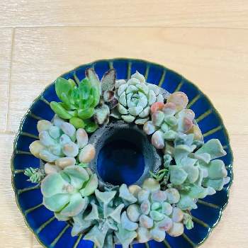 多肉植物いろいろ,多肉植物,植物のある暮らし,多肉大好き,植物大好きの画像