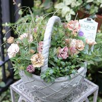 カレックス,ペチュニアジュリエット 桜モダン,ミンティア パープル,オレガノ  ミルフィーユリーフ,第2期ｻﾝﾄﾘｰﾌﾗﾜｰｽﾞ公式ｱﾝﾊﾞｻﾀﾞｰ2023の画像