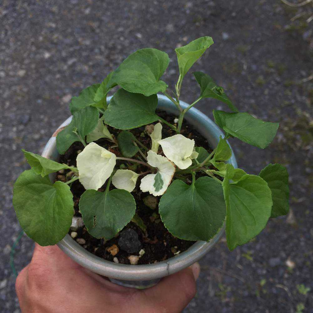 庭の斑入り山野草（雑草）達｜🍀GreenSnap（グリーンスナップ）