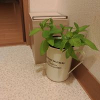 スペアミント？,スペアミント,スペアミント♡,切り花を楽しむ,バス/トイレの画像