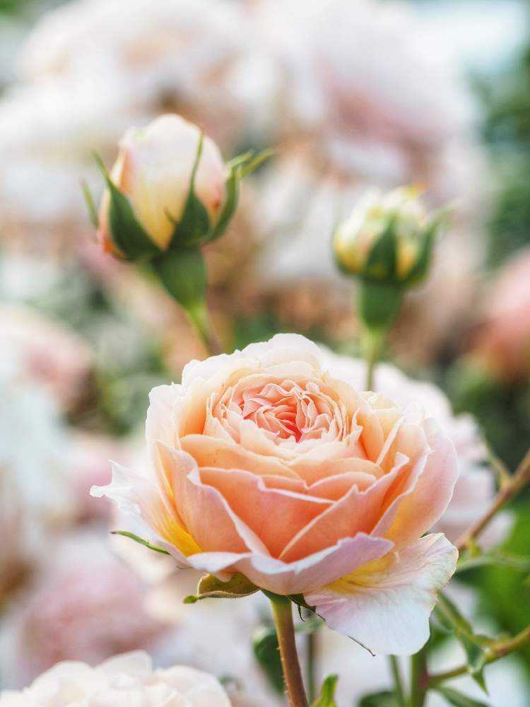 品種不明ブランド苗を育ててみることにした（2019/5/1購入）→プシュケ