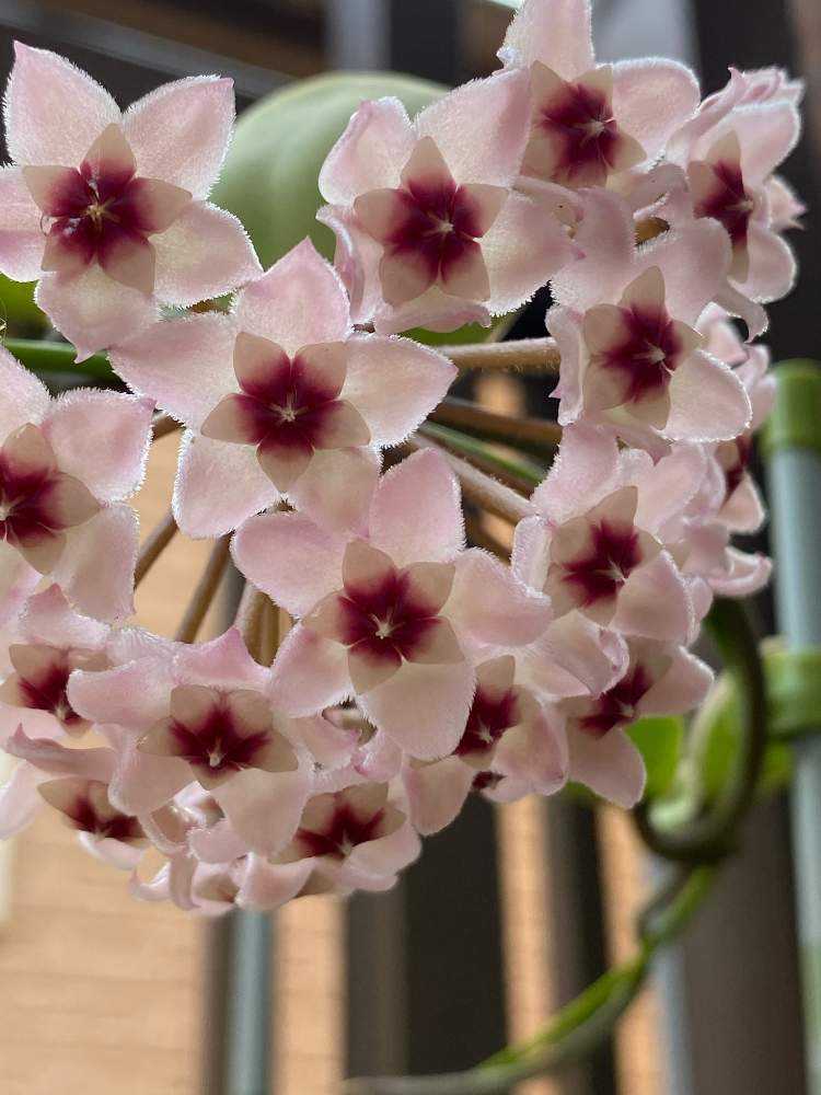 可愛いお花～⭐️ホヤ カルノーサ ③ ⭐️サクララン　観葉植物 ピンク 3年待てば咲くと聞いたホヤカルノーサ、発見したのは4/19日