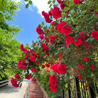 赤い薔薇,バラ(赤),赤い花,花のある暮らし,バラを楽しむの画像