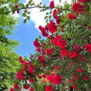 赤い薔薇,バラ(赤),赤い花,花のある暮らし,バラを楽しむの画像