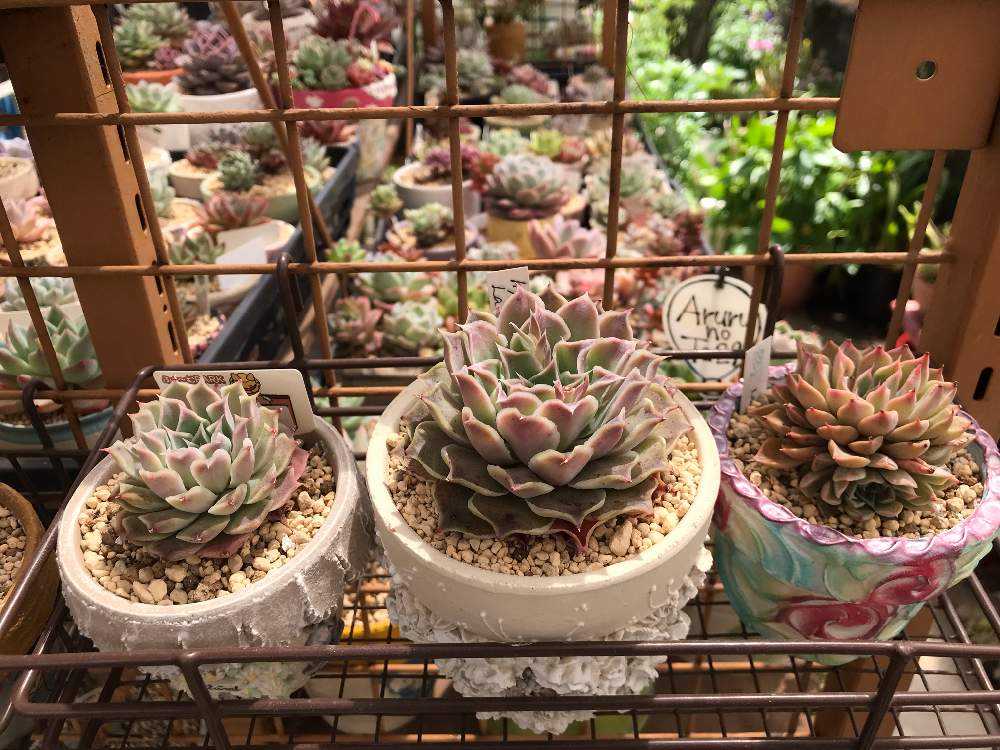 ヒアリナ・ラパス 成長記録｜🍀GreenSnap（グリーンスナップ）