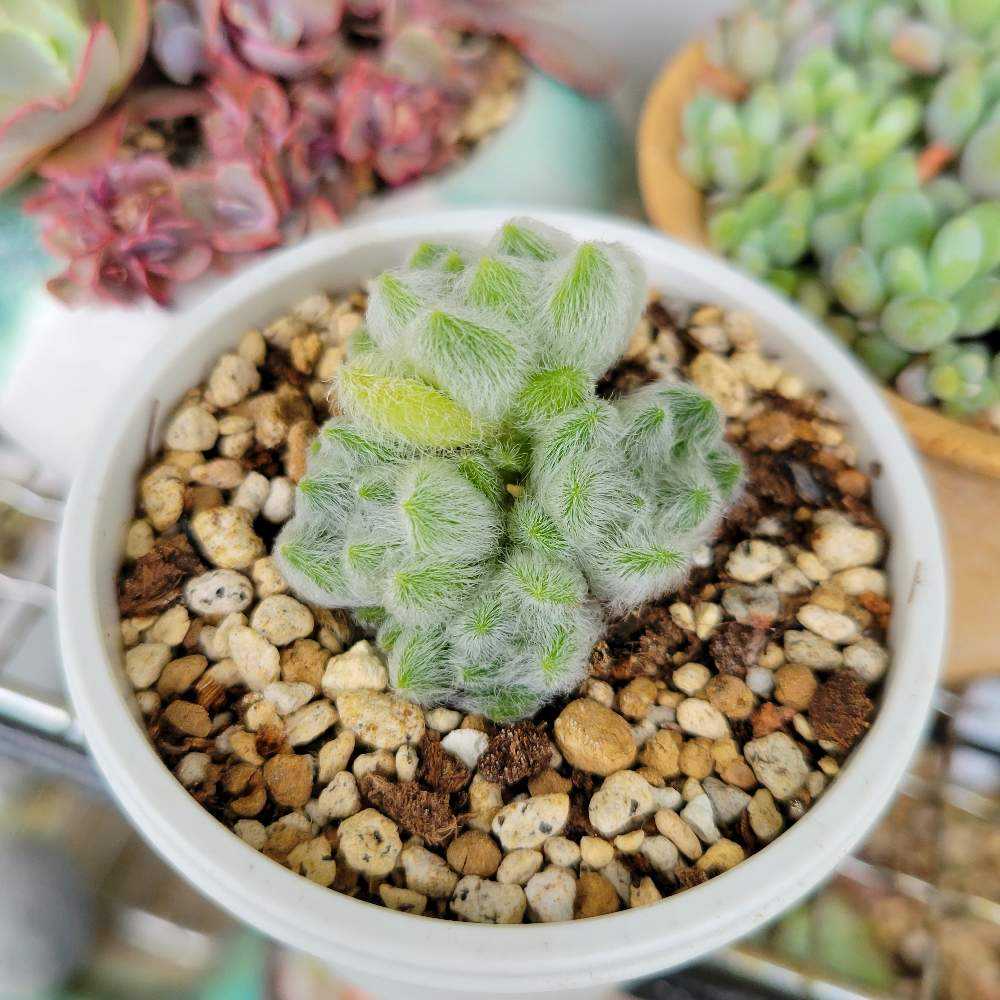 カシミヤヒントニー｜🍀GreenSnap（グリーンスナップ）