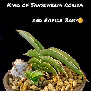 Sansevieria・Rorida,King of Sansevieria Rorida Baby,カクタス広瀬,福美よう,寝室の画像