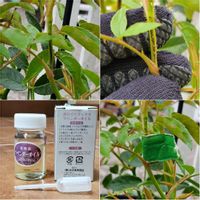 バラ、薔薇、ばら,バラ無農薬,害虫対策,チュウレンジハバチの産卵痕,無農薬バラ栽培の画像