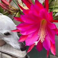 クジャクサボテン,犬の散歩,お出かけ先の画像