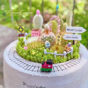 サボテン,サボテン寄せ植え,箱庭 サボテン,箱庭,セダムの画像