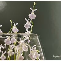 Utricularia sandersonii,ウトリクラリア・サンダーソニー,ウサギゴケ,花芽,食虫植物 ミミカキグサの画像