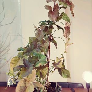 シンゴニウム,シンゴニウム ネオン,観葉植物,100均,ダイソーの画像