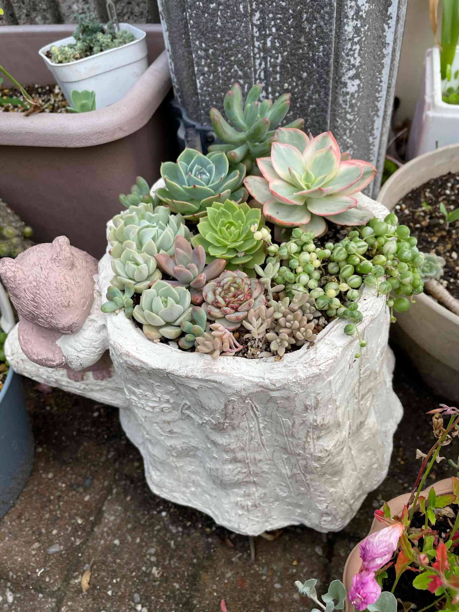 スヨン錦♥多肉植物 スヨン錦 韓国苗 韓国器 花瓶 ×6点コレクション