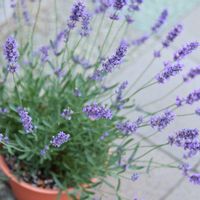 ラベンダー,ラベンダー,イングリッシュラベンダー,イングリッシュラベンダー,花木の画像
