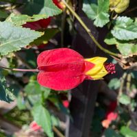 アブチロン (チロリアンランプ),アブチロン (チロリアンランプ),アプチロン チロリアンランプ,花壇,ガーデニングの画像