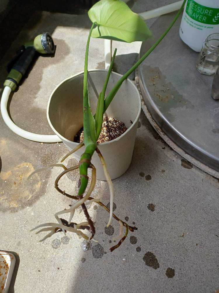 モンステラ 成長記録｜🍀GreenSnap（グリーンスナップ）